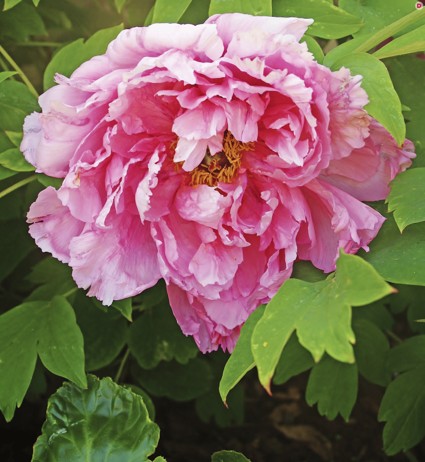 13 самых неприхотливых многолетников