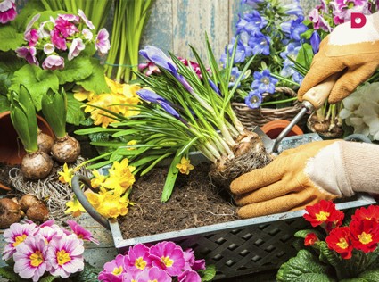 Посадка семян цветов: советы садоводов