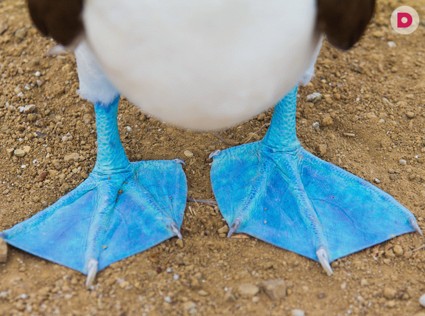 Путешествие на Галапагосские острова