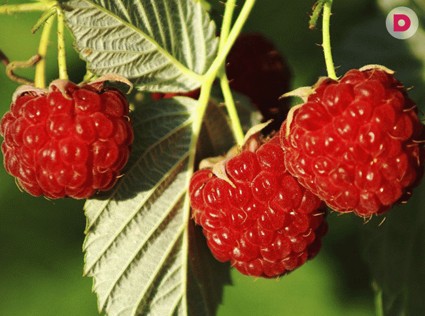 Малина: как правильно вырастить на даче