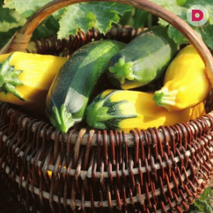 Кабачки: полезные свойства и состав