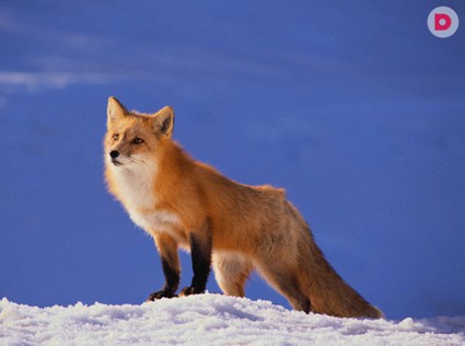 Хитрый домашний лис