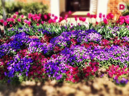 Идеи для экстерьера. Украшение клумбы