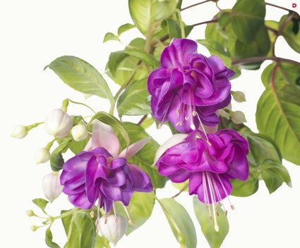 Самые неприхотливые комнатные растения