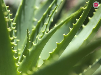 Натуральная косметика: алоэ