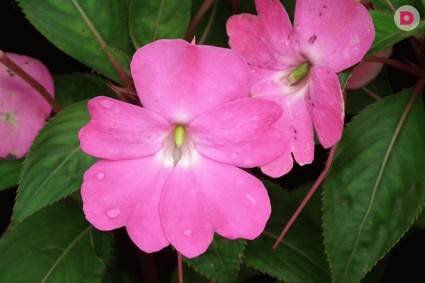 Ванька, Лиза, Бальзамин!