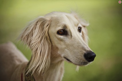 Международная выставка собак «РОССИЯ-2013»