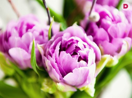 Лунный календарь комнатных растений на март 2013 года