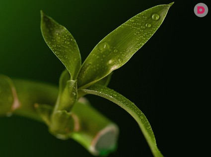 Как подобрать растения с правильной энергетикой для каждой комнаты?