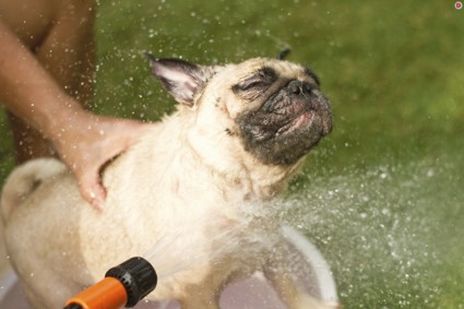 Что делать, если ваша собака... плохо пахнет
