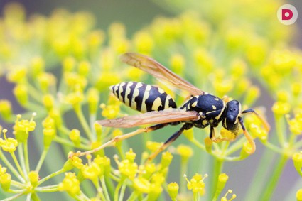 Укусы насекомых: правда и мифы