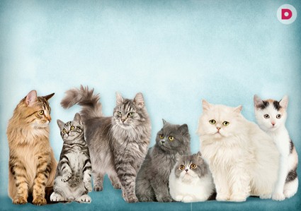 Как выжить в женском коллективе?