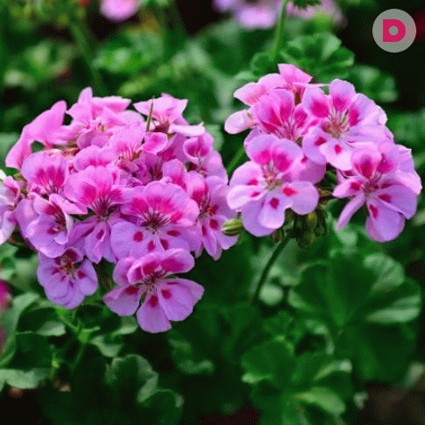 Лечебные свойства комнатной герани