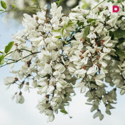 Белая акация: применение в народной медицине