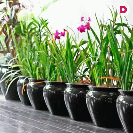 Комнатное цветоводство: горшочек счастья