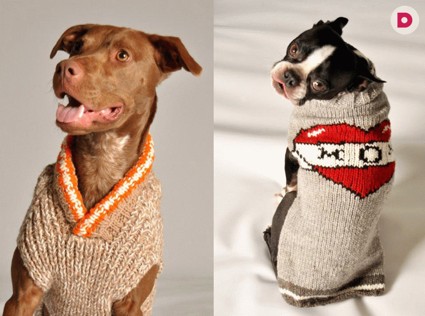 Одежда для собак