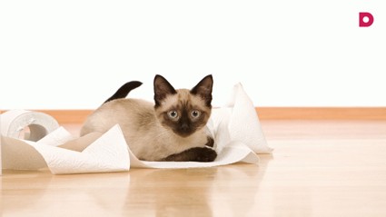 Кошки: Деликатная проблема