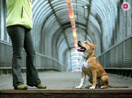 Сидеть! Лежать! Стоять!