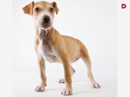 Команда «Ко мне!»