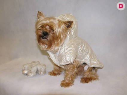 Ближе к звездам: Белка, Стрелка и другие 