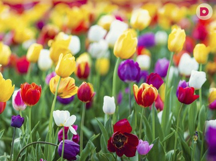 Как вырастить тюльпаны в горшках