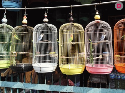 День 11. Зооуголок