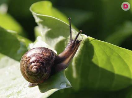 Пять правил для сада без вредителей и болезней