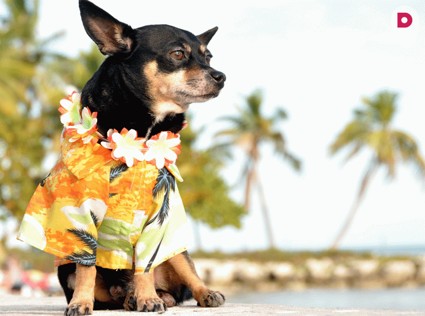 Как путешествовать с домашним питомцем: основные правила