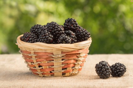 Как правильно ухаживать за ежевикой в саду