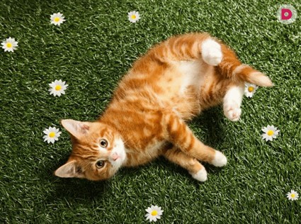 Мартовские коты