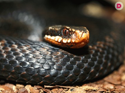 Пригреть змею…