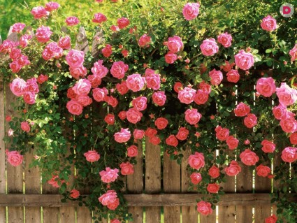 Лучшее украшение для сада: розарий