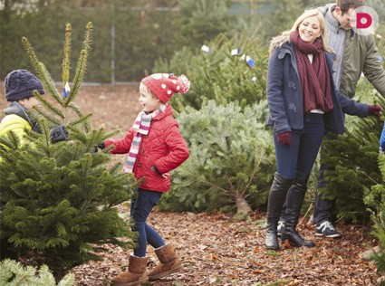 Как выбрать живую елку: советы эксперта