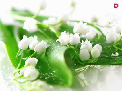 3 лучших аромата с нотами ландыша