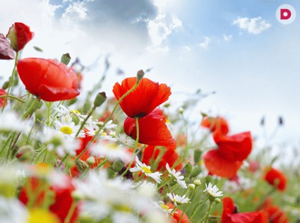 Лунный календарь комнатных растений на июнь 2013 года