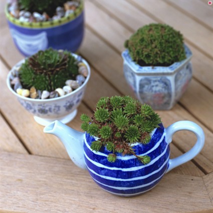 40 идей украшения дачного участка контейнерными композициями