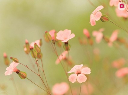 Лунный календарь растений на август