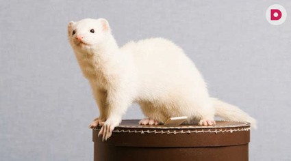 Кто этот зверь?