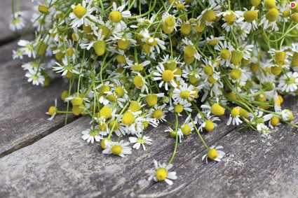 Аптекарский садик: лекарственные растения на даче