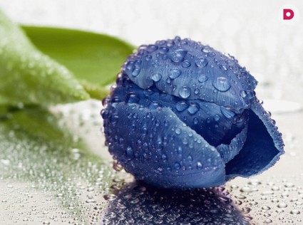 Синие тюльпаны, или  Никогда не рано отправляться за чудесами! 