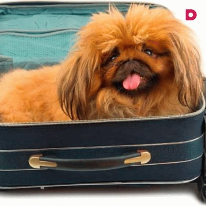 Мы уезжаем, а они остаются: с кем оставить питомца