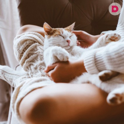 Обладают ли кошки целебными способностями