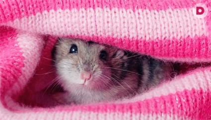 Живая... не игрушка