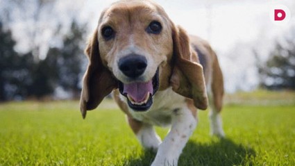 «Хватай и беги!»