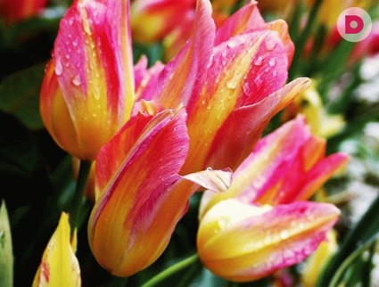 Ведущие «Домашнего» поздравляют всех женщин с 8 марта!