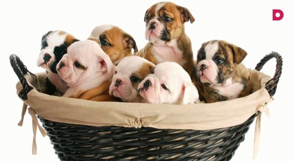 Выбор щенка: возраст имеет значение!