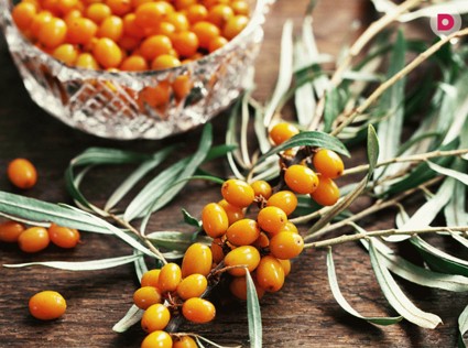 Облепиха – полезная чудо-ягода