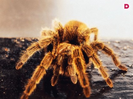 Восьмилапый друг