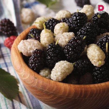 Шелковица: полезные и вредные свойства 