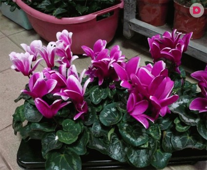 Лунный календарь растений на ноябрь 